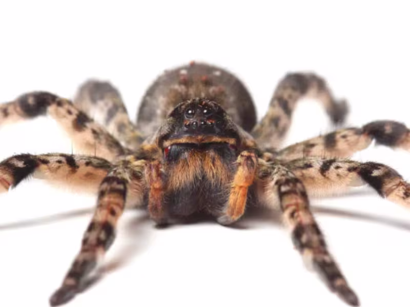 Wolf Spiders