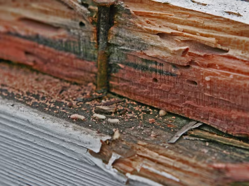 Signs You May Need Termite Treatment in Toronto