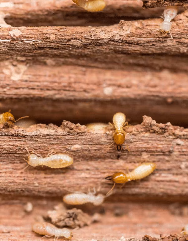 Dampwood Termites