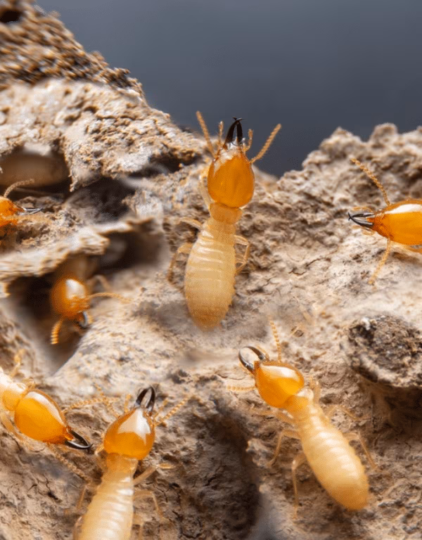 Drywood Termites