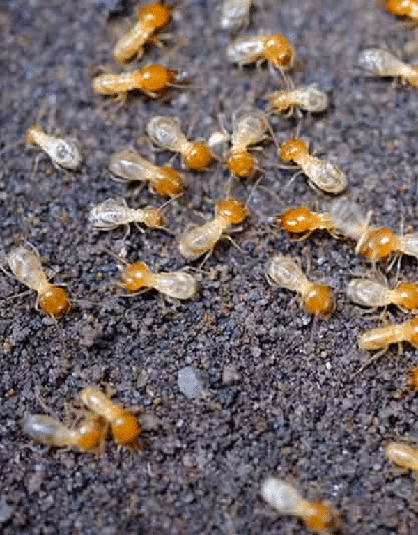 Formosan Termites