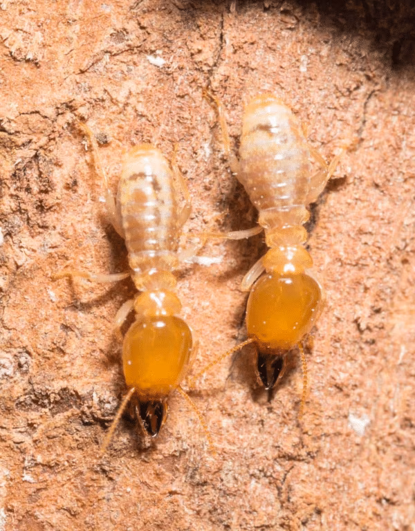 Subterranean Termites