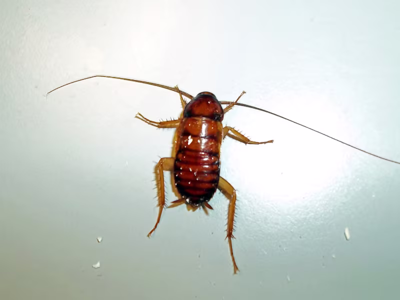 Cockroach infestation in warehouse requiring gel baiting residual sprays and sanitation advice