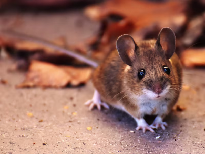 Mouse inside a warehouse indicating rodent infestation and contamination risk
