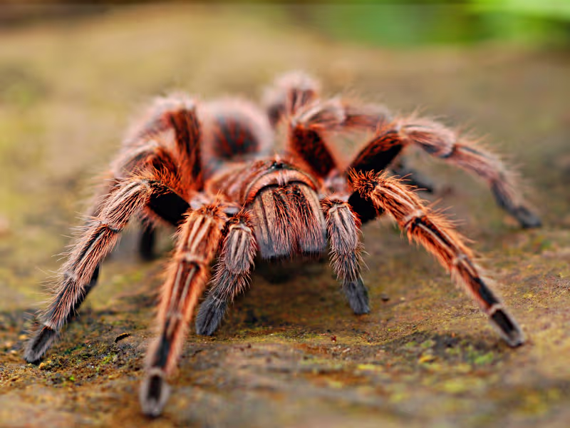 Spider infestation in industrial warehouse requiring web removal insect control and barrier sprays