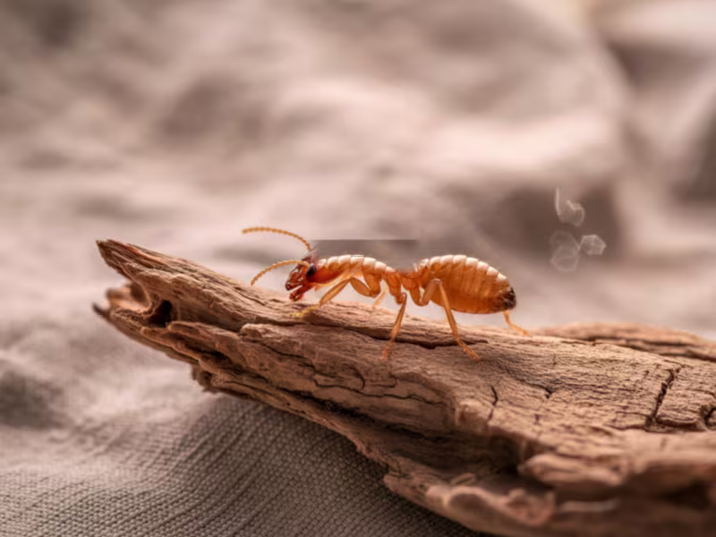 Termite infestation in warehouse requiring subterranean drywood dampwood treatment foundation control and baiting