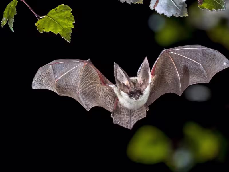 Bat flying near warehouse indicating wildlife intrusion requiring humane removal and exclusion