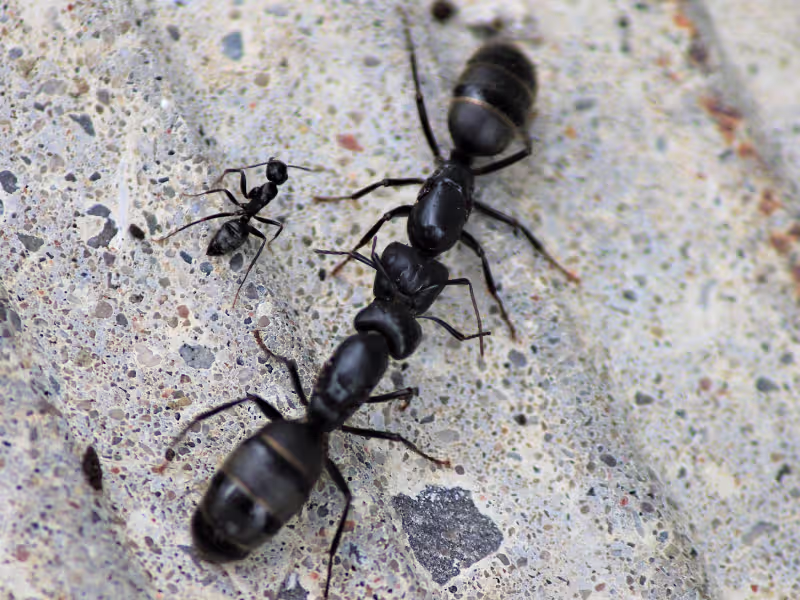 Carpenter ant infestation in warehouse requiring colony elimination perimeter barriers and follow-up