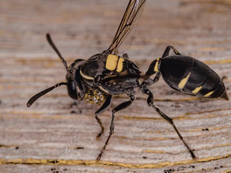 Why Wasp Infestations Are Common in Toronto