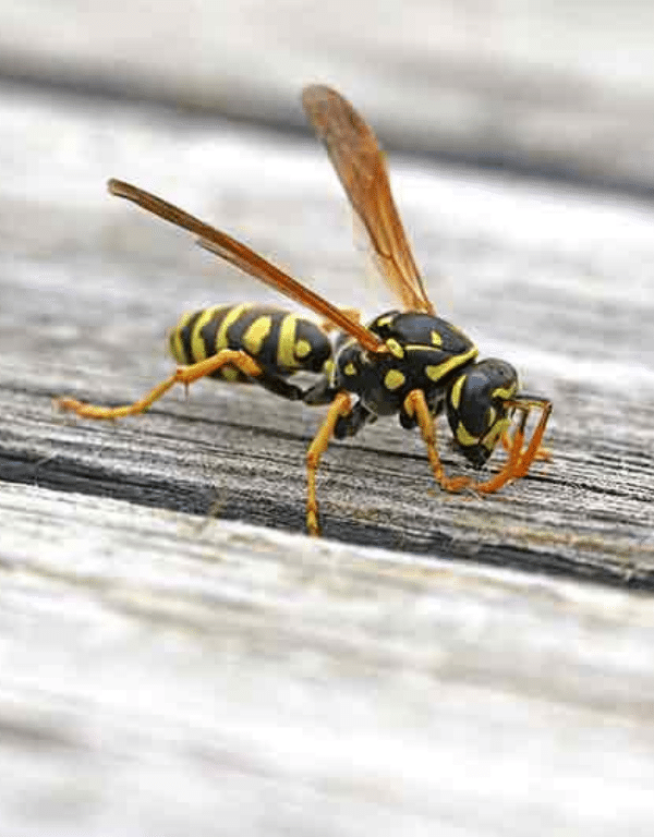 Bald-Faced Hornets