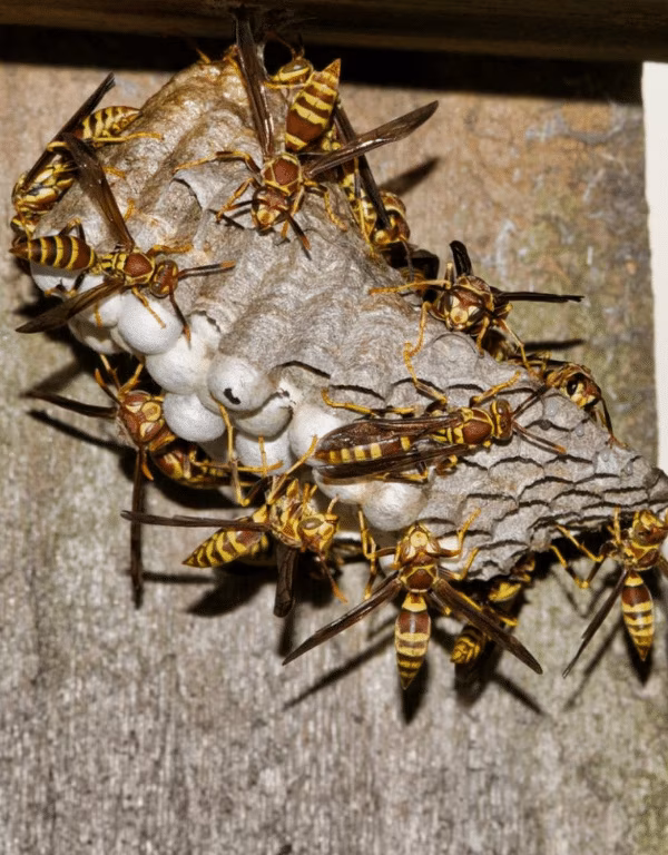 Paper Wasps