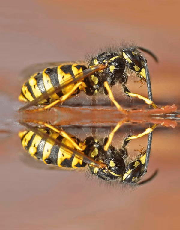 Yellow Jackets